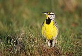 Eastern Meadowlark